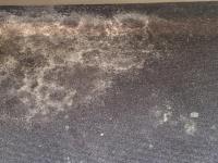 Carpet Mould Damage Removal Melbourne image 2